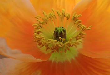 Poppy